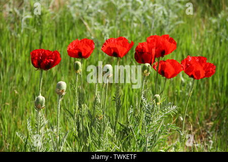 Pavot Rouge, oriental anemone en langage clair Banque D'Images