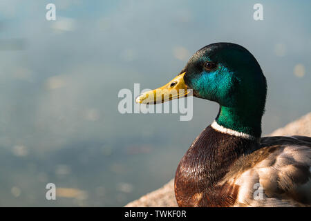 Canard colvert Anas platyrhynchos, Drake, close-up portrait en bord de l'eau. Banque D'Images