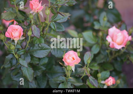 Un buisson de roses grimpantes rose pâle, rose flowers Banque D'Images