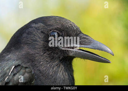 Pie bavarde (Pica pica). Apprivoiser la main d'oiseaux parlant. Capable d'imiter des sons autres que les corvidés, y compris l'mimicking​ la voix humaine. Banque D'Images