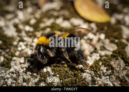 Les bourdons morts sur le sol pierreux Banque D'Images