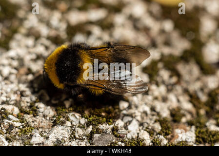 Les bourdons morts sur le sol pierreux, vue arrière Banque D'Images