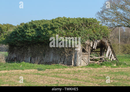 Couverte de l'amiante, l'ancien champ de bovins remise et d'abri. Redondant. Wild Red Deer (Cervus elaphus), élagué le lierre (Hedera helix), en soutenant la paroi latérale gauche de s'effondrer.​ structure support bois autrement sur le point de tomber. Norfolk rural. UK Banque D'Images