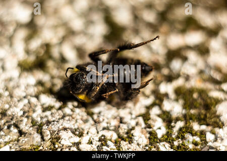 Bombus morte sur le sol pierreux Banque D'Images