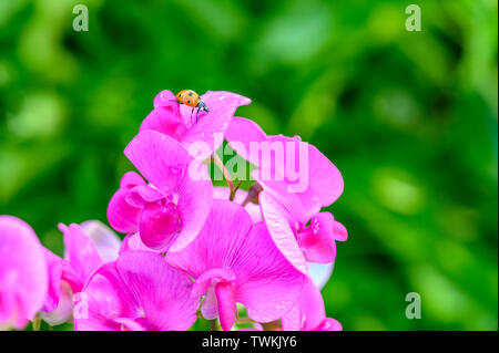 Plan macro sur une coccinelle (Coccinellidae) ramper sur les fleurs roses d'une barbotte. Banque D'Images