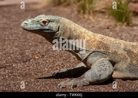 Beau dragon de Komodo Banque D'Images