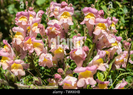 Vue rapprochée d'Antirrhinum rose ou le dragon de fleurs. Banque D'Images