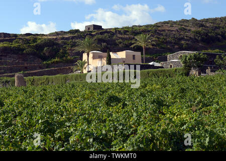 L'Italie, la Sicile, l'île de Pantelleria Khamma, Donnafugata Winery, du district et de la vigne . La culture des raisins Zibibbo, le vignoble et la Banque D'Images