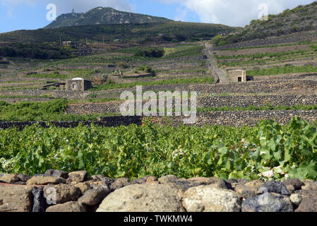 L'Italie, la Sicile, l'île de Pantelleria Khamma, Donnafugata Winery, du district et de la vigne . La culture des raisins Zibibbo, le vignoble et la Banque D'Images