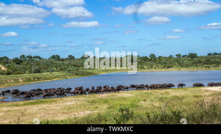 Troupeau de buffles Africains au bord du lac dans le parc national Kruger, Afrique du Sud ; Espèce Syncerus caffer famille des bovidés Banque D'Images