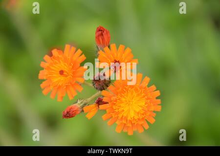 Belles fleurs orange d'Hieracium, auriaticum Banque D'Images