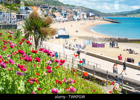 Lyme Regis, dans le Dorset, UK. 21 juin 2019. Météo France : Après un début d'nuageux solstice d'été, le glorieux soleil retourne à la pittoresque station balnéaire de Lyme Regis. Les visiteurs apprécient le retour du soleil et ciel bleu sur la plage de sable et à attendre les prévisions de conditions chaudes et ensoleillées pendant la fin de semaine. Credit : Celia McMahon/Alamy Live News. Banque D'Images