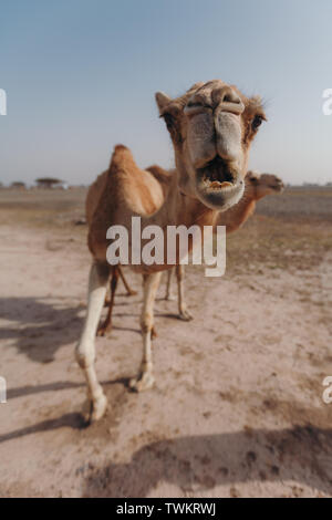 Stand deux chameaux dans le désert sous les rayons du soleil à Dubaï Banque D'Images