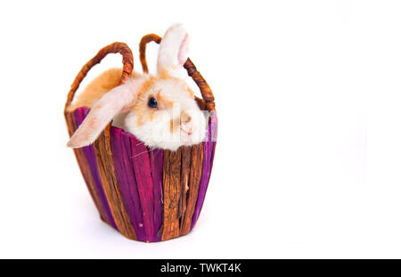 Jolie petite couleur orange et blanc lapin dans panier en osier isolé sur fond blanc - les animaux et animaux domestiques concept. Banque D'Images