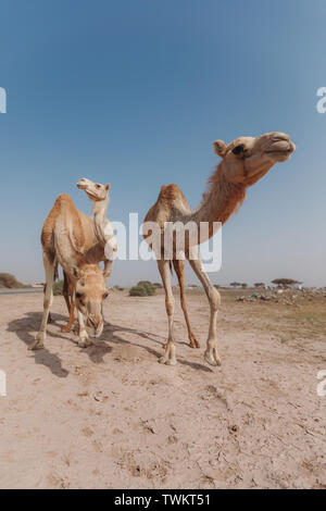 Trois chameaux se tenir dans le désert sous les rayons du soleil à Dubaï Banque D'Images