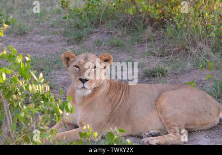 Lionne à Amboseli Banque D'Images