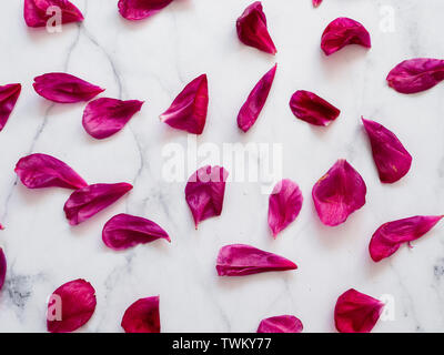 Bourgogne Rouge pétales de pivoine mise à plat sur l'arrière-plan en marbre blanc. Pétales de fleurs pour une maison de concept. Mise en page créative faite de fleurs feuilles. Mise à plat. Banque D'Images