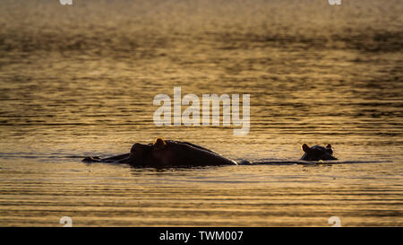 Mère et bébé hippopotame en Kruger National Park, Afrique du Sud ; espèce de la famille des Hippopotamidae Hippopotamus amphibius Banque D'Images