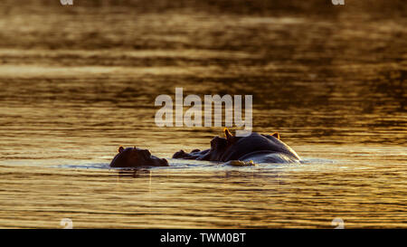 Mère et bébé hippopotame en Kruger National Park, Afrique du Sud ; espèce de la famille des Hippopotamidae Hippopotamus amphibius Banque D'Images