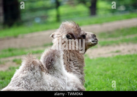 Portrait de bébé chameau Camelus bactrianus reposant Banque D'Images