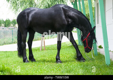 Cheval frison noir. Banque D'Images