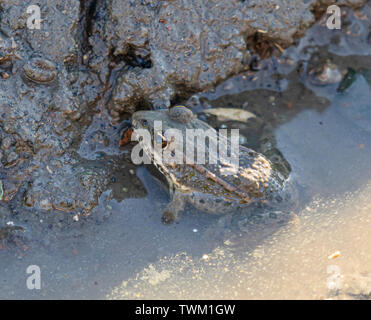 Un crapaud au soleil, camouflée dans l'eau boueuse près d'une rivière Banque D'Images