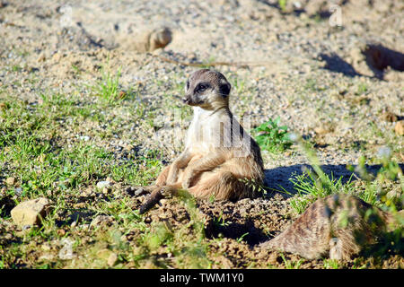 Suricata mignon assis sur l'herbe et regarder Banque D'Images