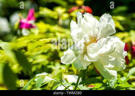 Belles fleurs dans un jardin Banque D'Images