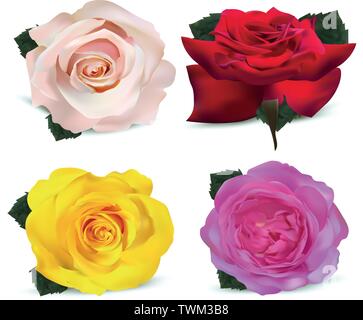 Roses Jeu isolé sur fond blanc. Roses jaune, blanc, rouge, beige. Fleurs 3D réaliste. De belles roses. Vector illustration Illustration de Vecteur