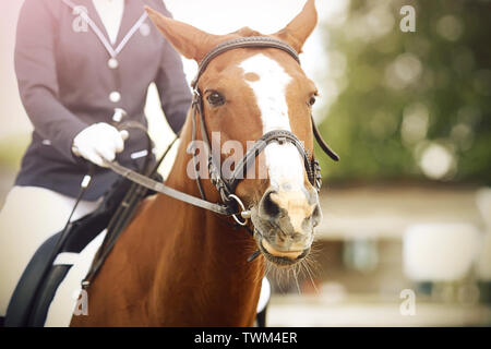 Un cheval de la baie avec un point blanc sur son visage est vêtu de l'équipement, et d'un dressage rider est assis sur elle. Ensemble, ils participent à l'été Banque D'Images