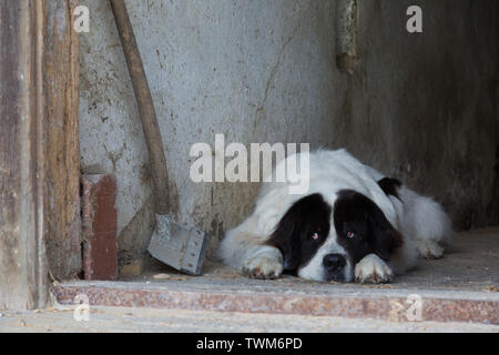 Un vieux chien Landseer Terre-neuve repose dans sa grange à son hôtel en Argovie, Suisse. Banque D'Images