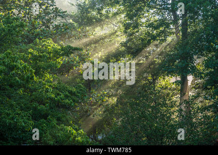 Matin brumeux avec des rayons de soleil peeking through les arbres de la forêt Banque D'Images