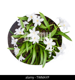 La lettre O de l'alphabet anglais de petites fleurs chionodoxa blanc Banque D'Images