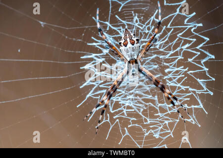 La préparation de son spider weaver oeufs dans son site web, la macro photographie Banque D'Images