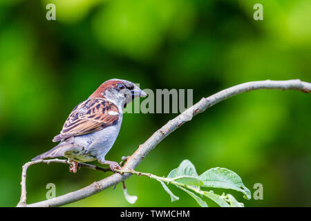 Moineau domestique mâle au soleil du printemps au milieu de l'année au Pays de Galles Banque D'Images