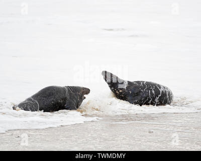 Phoque gris Halichoerus grypus bulls combats en surf North Norfolk Janvier Banque D'Images