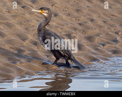 Grand cormoran Phalacrocorax carbo Février immatures North Norfolk Banque D'Images