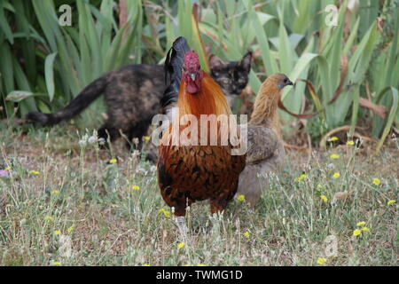 Coq et poule en plein air dans le jardin Banque D'Images