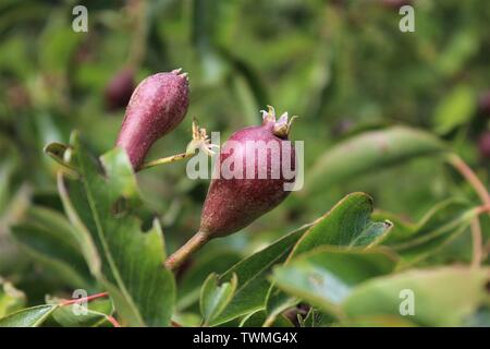 Poires en herbe on tree Banque D'Images