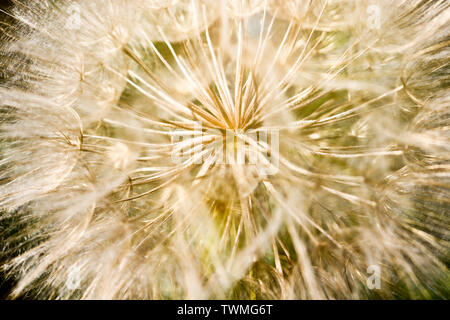 Semblable à une fleur de pissenlit - meadow Salsifis (noms communs Jack-in bed-à-midi, salsifis des prés, barbe de chèvre-voyantes ou de chèvre pré-barbe). Tragopog Banque D'Images
