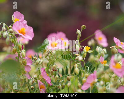 Close-up of a pink Helianthemum Banque D'Images