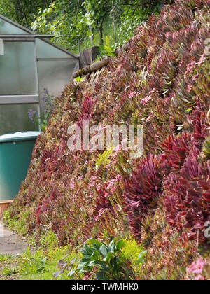 Beaucoup de différentes plantes grasses de plus en plus verticalement sur un mur Banque D'Images