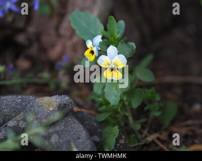 Libre d'une petite violette Viola Cornuta jaune violet corne Banque D'Images
