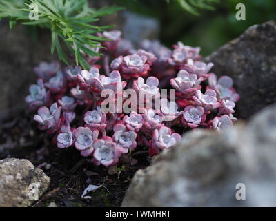 Close-up of a red succulentes / pierre pierres entre des cultures Banque D'Images