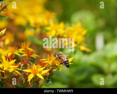 Libre d'une floraison jaune sedum palmeri avec une abeille mellifère Banque D'Images