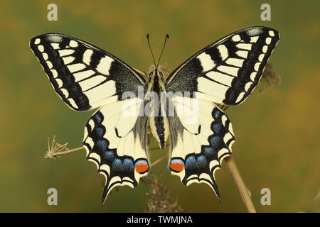 Papilio machaon, Swallowtail, Schwalbenschwanz Banque D'Images