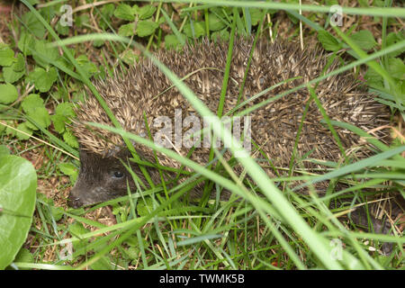 Erinaceus roumanicus, hérisson de poitrine blanche du Nord, Nördlicher Weißbrustigel Banque D'Images