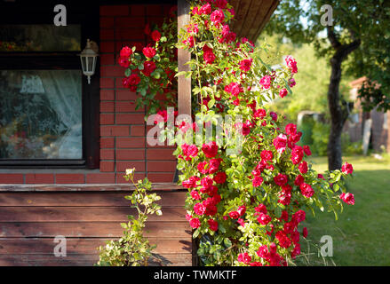 Les buissons de roses rouges près de la vieille maison rurale. Banque D'Images