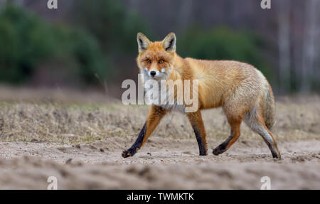 Belle fourrure renard rouge en hiver traverse la route sur le terrain tout en regardant la caméra Banque D'Images