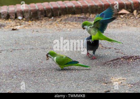 Perruche moine (Myiopsitta monachus) green blue bird. Banque D'Images